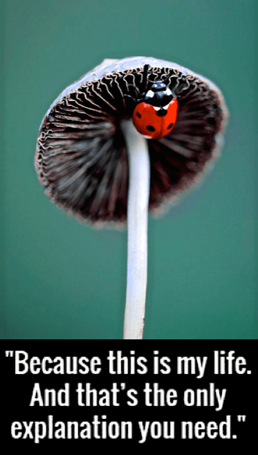 Screen Shot 2017-01-21 at 9.12.07 PM.png