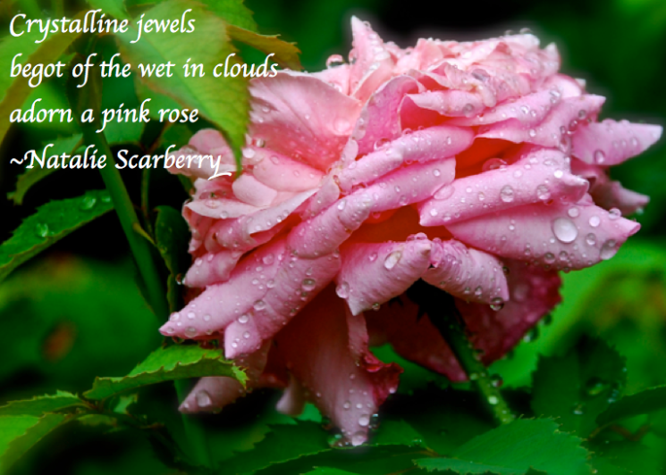 Screen Shot 2017-01-26 at 7.58.10 PM.png