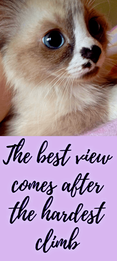 Screen Shot 2017-01-27 at 10.34.55 PM.png