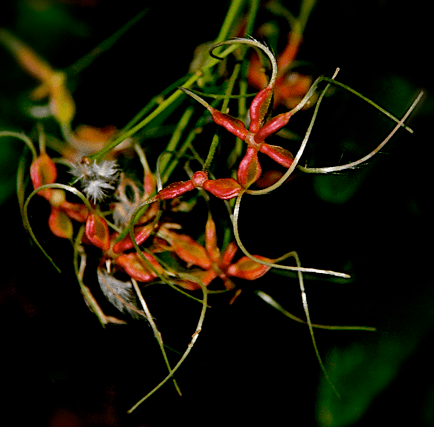 Screen Shot 2017-01-29 at 9.06.56 PM.png