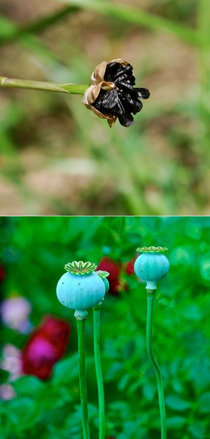 Screen Shot 2017-01-29 at 9.19.59 PM.png