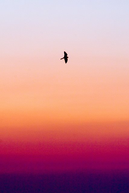 16508312_1275345015878161_333143954832219879_n