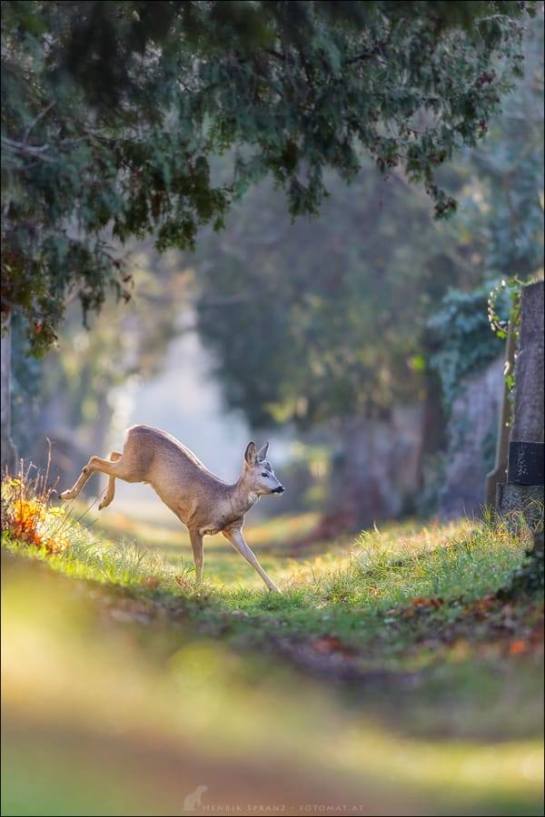 16649124_1343497529026967_2515626602798680944_n