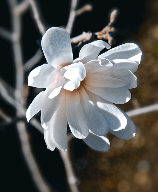 Screen Shot 2017-02-01 at 9.26.15 PM.png