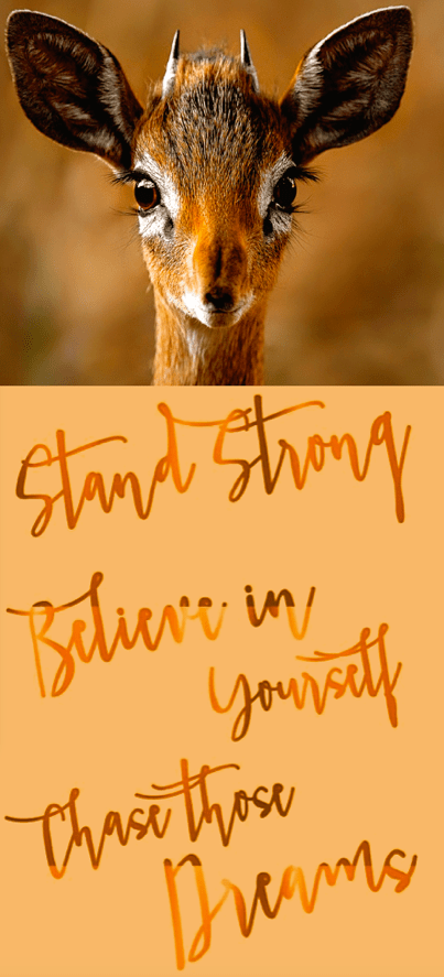 Screen Shot 2017-02-04 at 4.17.57 PM.png