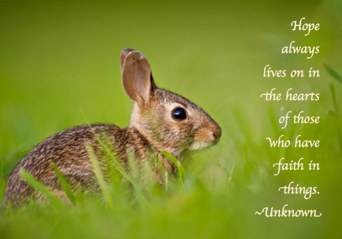 Screen Shot 2017-02-04 at 5.13.12 PM.png