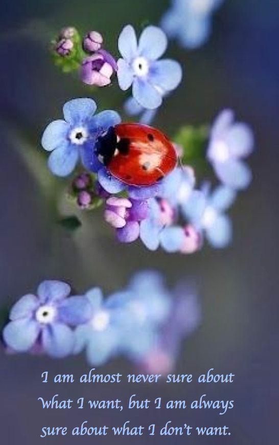 Screen Shot 2017-02-04 at 8.39.51 PM.png