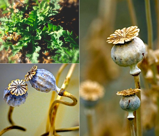 Screen Shot 2017-02-09 at 8.20.04 PM.png