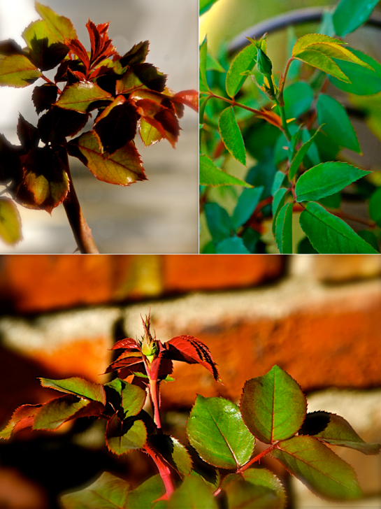 Screen Shot 2017-02-09 at 8.51.58 PM.png