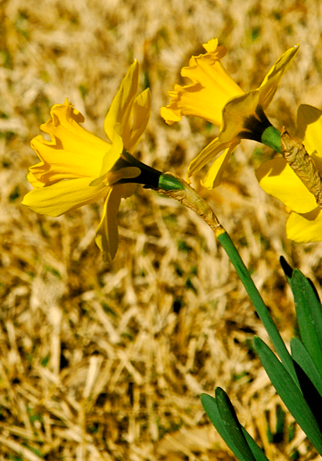 Screen Shot 2017-02-11 at 10.11.38 PM.png