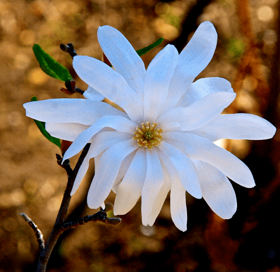 Screen Shot 2017-02-11 at 9.36.26 PM.png