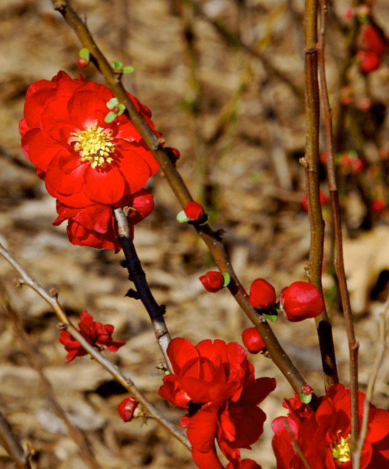 Screen Shot 2017-02-11 at 9.45.33 PM.png