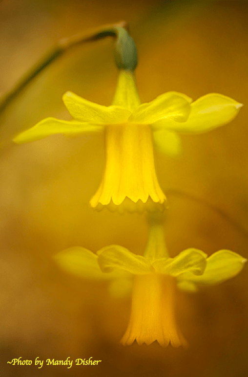 Screen Shot 2017-02-12 at 2.41.26 PM.png