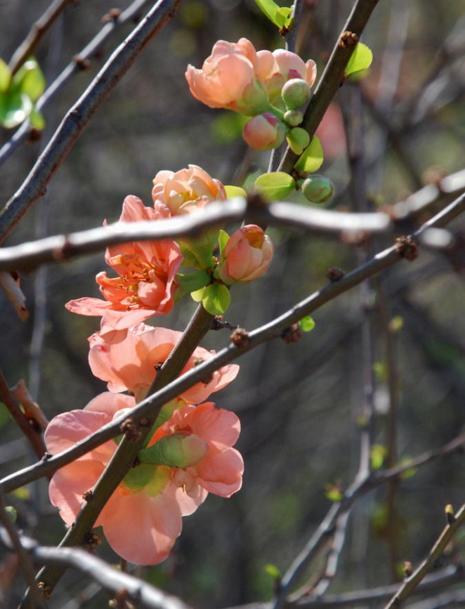 Screen Shot 2017-02-12 at 2.49.34 PM.png