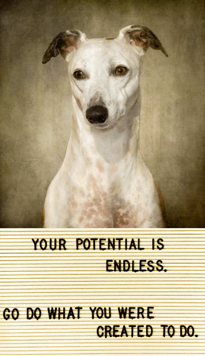 Screen Shot 2017-02-15 at 10.36.59 PM.png