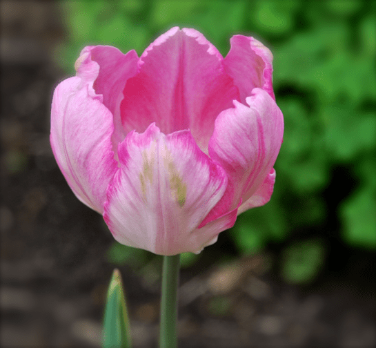 Screen Shot 2017-02-19 at 7.10.36 PM.png