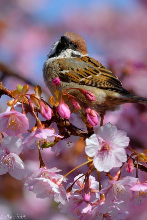 16865130_1302765593136103_6857100303152121831_n