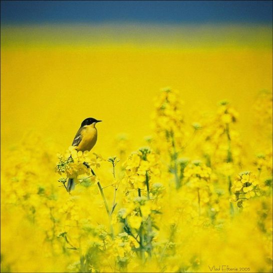 17522660_1332606230152039_1603589718825056636_n