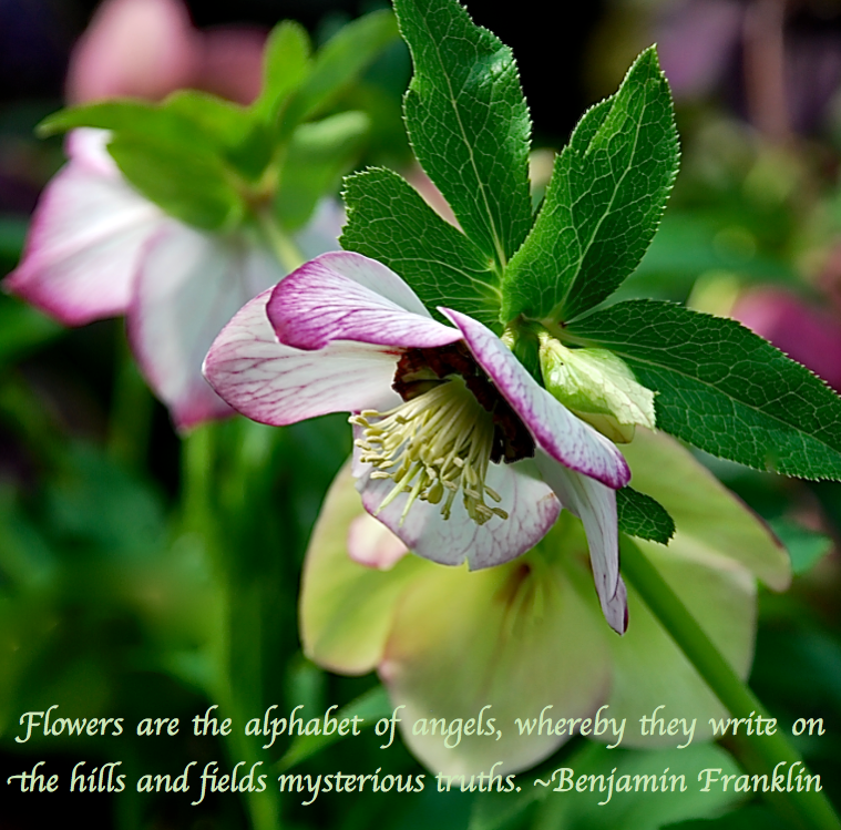 Screen Shot 2017-03-02 at 10.52.16 PM.png