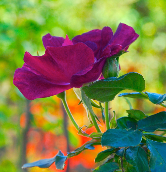 Screen Shot 2017-03-04 at 5.08.12 PM.png