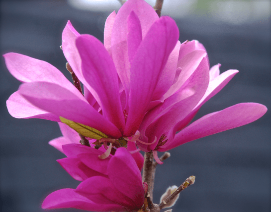 Screen Shot 2017-03-04 at 5.11.48 PM.png