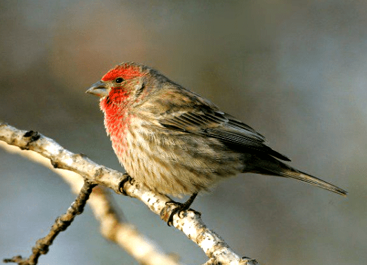 Screen Shot 2017-03-04 at 7.55.26 PM.png