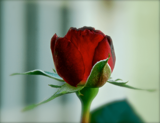 Screen Shot 2017-03-20 at 9.45.26 PM.png