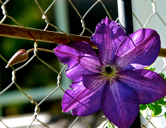 Screen Shot 2017-03-20 at 9.51.09 PM.png