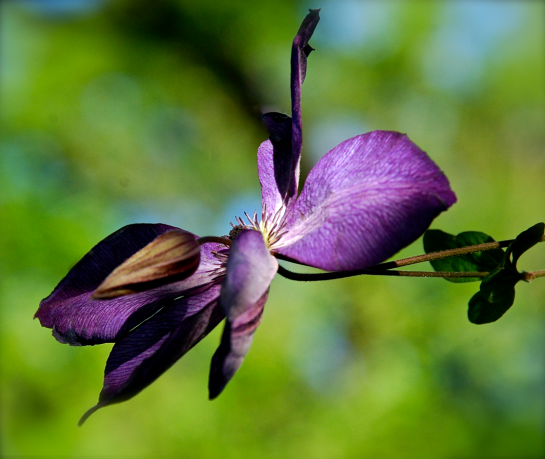 Screen Shot 2017-03-24 at 8.45.26 PM.png