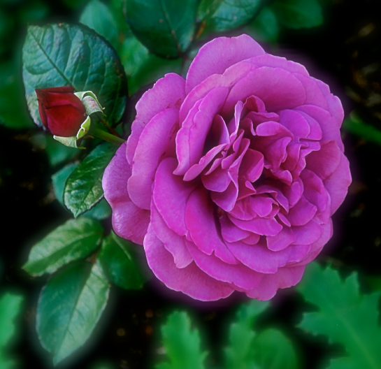 Screen Shot 2017-03-24 at 9.01.42 PM.png