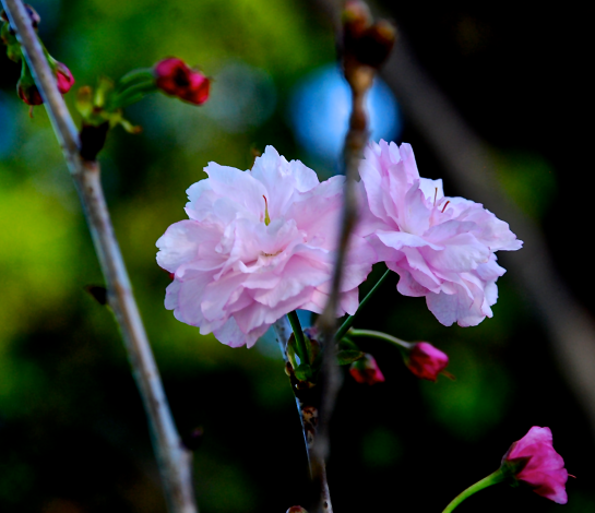 Screen Shot 2017-03-24 at 9.11.49 PM.png