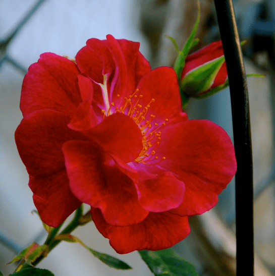 Screen Shot 2017-03-24 at 9.22.42 PM.png