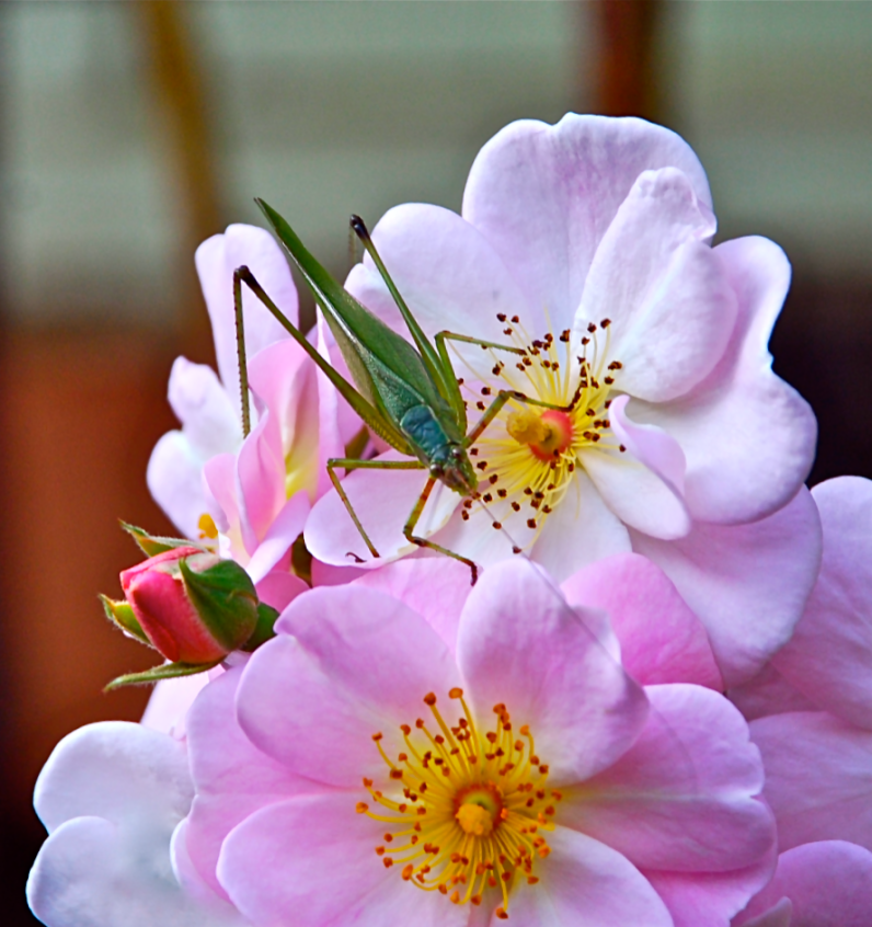 Screen Shot 2017-03-29 at 8.32.43 PM.png