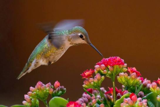 18057772_1658669120814560_1384279835354547938_n