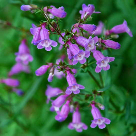 Screen Shot 2017-04-01 at 4.49.40 PM.png