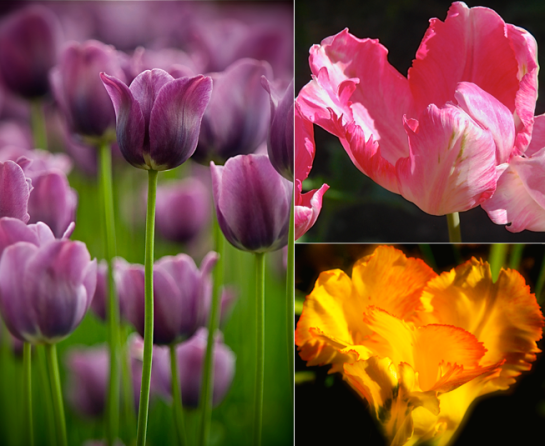 Screen Shot 2017-04-01 at 5.48.32 PM.png