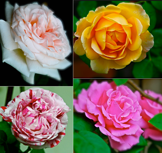 Screen Shot 2017-04-01 at 6.17.20 PM.png