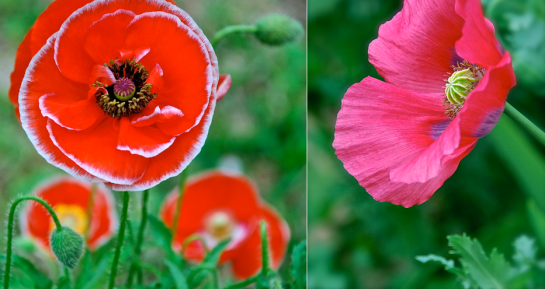 Screen Shot 2017-04-01 at 6.35.18 PM.png