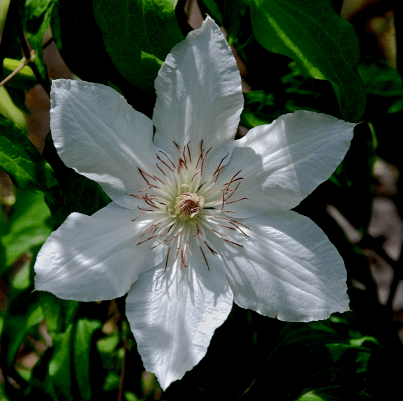 Screen Shot 2017-04-02 at 10.04.49 PM.png