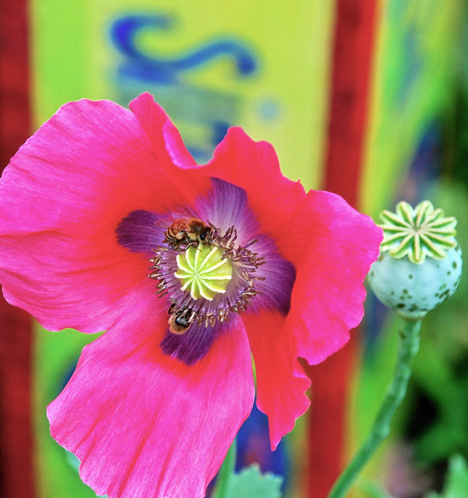 Screen Shot 2017-04-19 at 9.35.24 PM.png