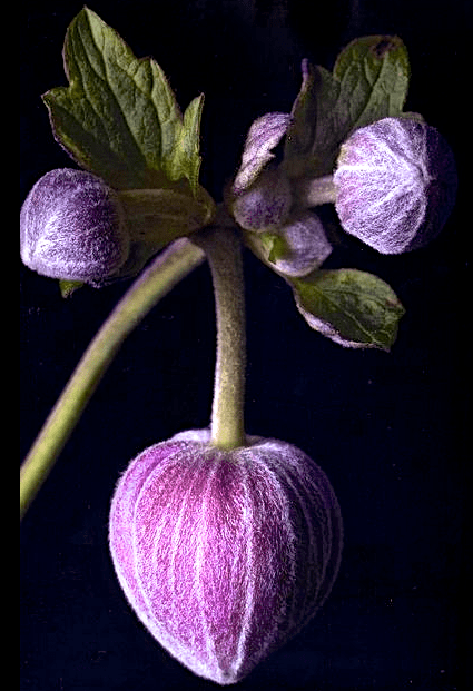 Screen Shot 2017-04-20 at 10.36.07 PM.png