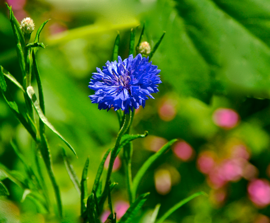 Screen Shot 2017-04-26 at 10.18.50 AM.png