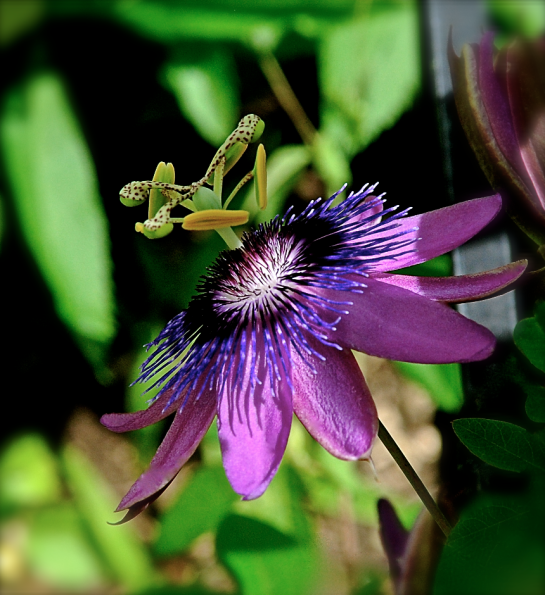 Screen Shot 2017-04-26 at 10.34.10 AM.png