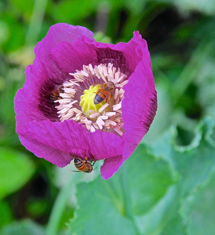 Screen Shot 2017-04-26 at 9.34.21 PM.png