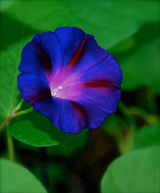 Screen Shot 2017-04-26 at 9.59.56 AM.png