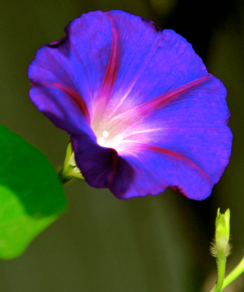 Screen Shot 2017-04-27 at 10.52.29 PM.png