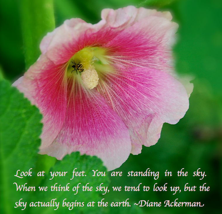 Screen Shot 2017-05-01 at 9.50.16 PM.png