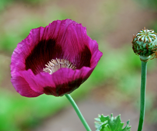 Screen Shot 2017-05-03 at 10.00.43 PM.png