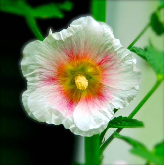 Screen Shot 2017-05-03 at 9.55.03 PM.png