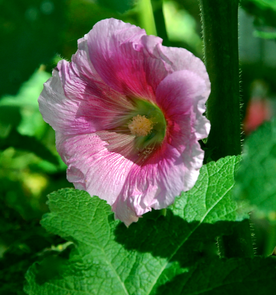 Screen Shot 2017-05-07 at 10.43.59 AM.png